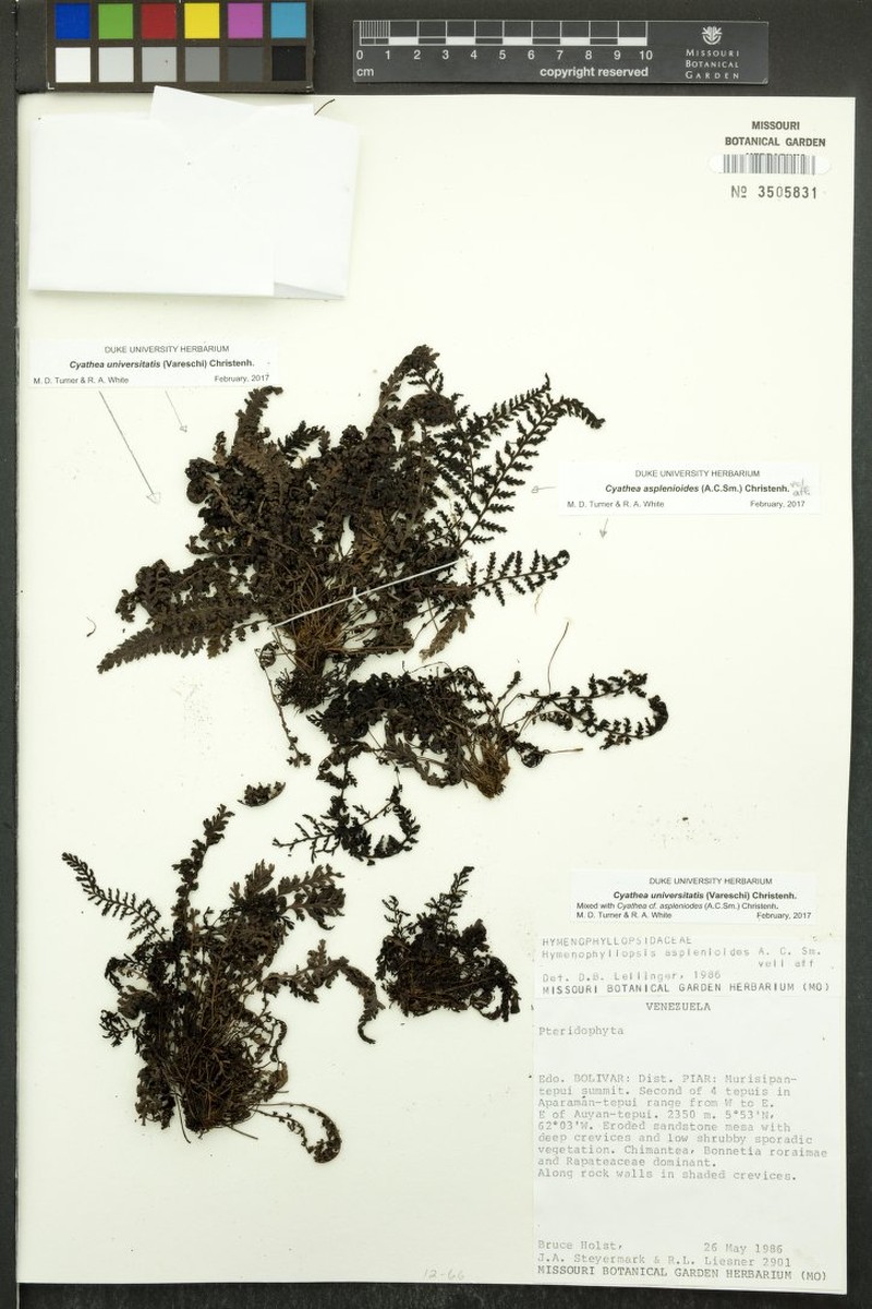 Cyathea asplenioides photo 2