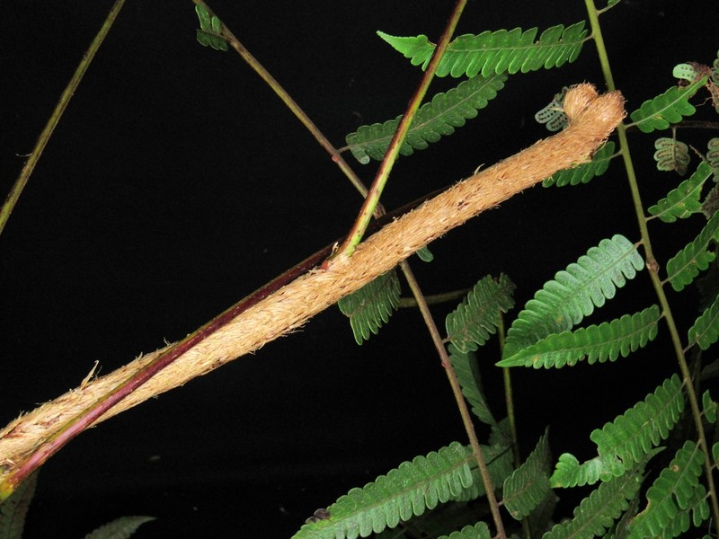 Cyathea assurgens