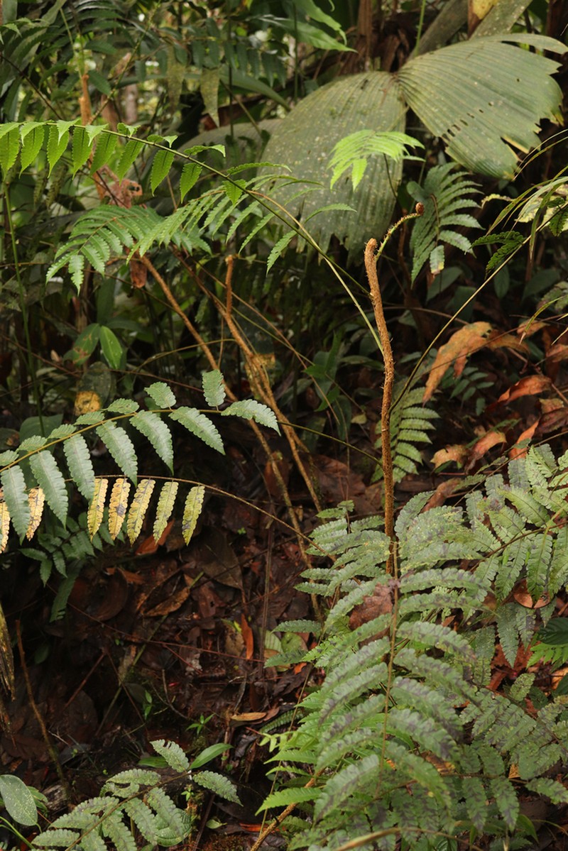 Cyathea assurgens photo 3