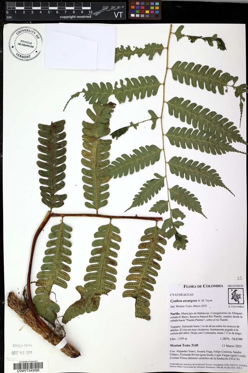 Cyathea assurgens photo 4