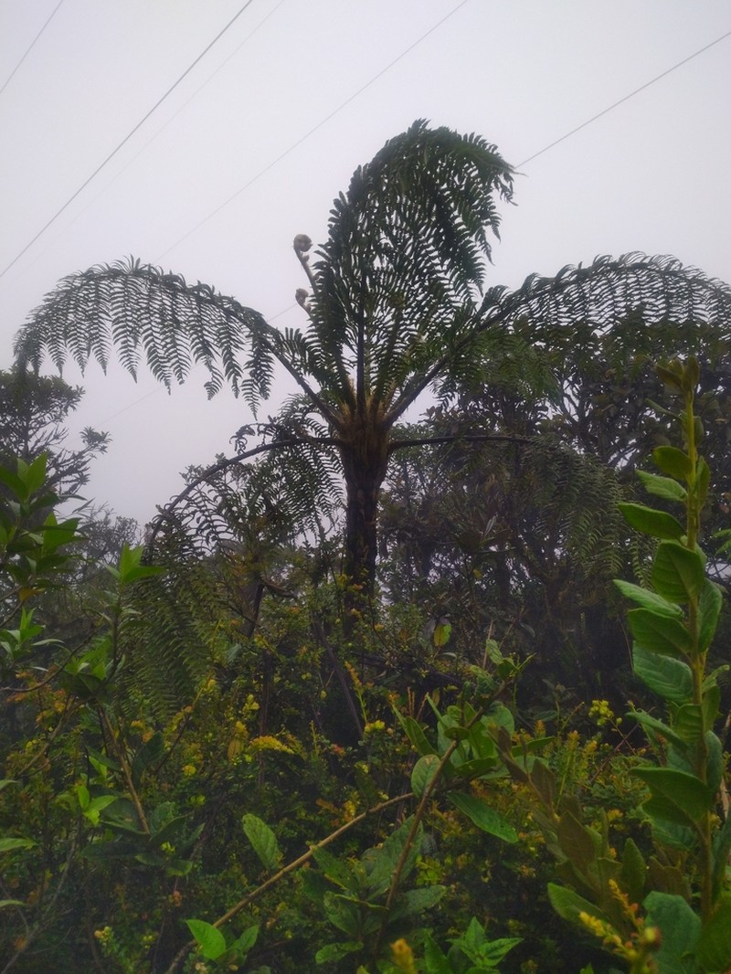 Cyathea atahuallpa