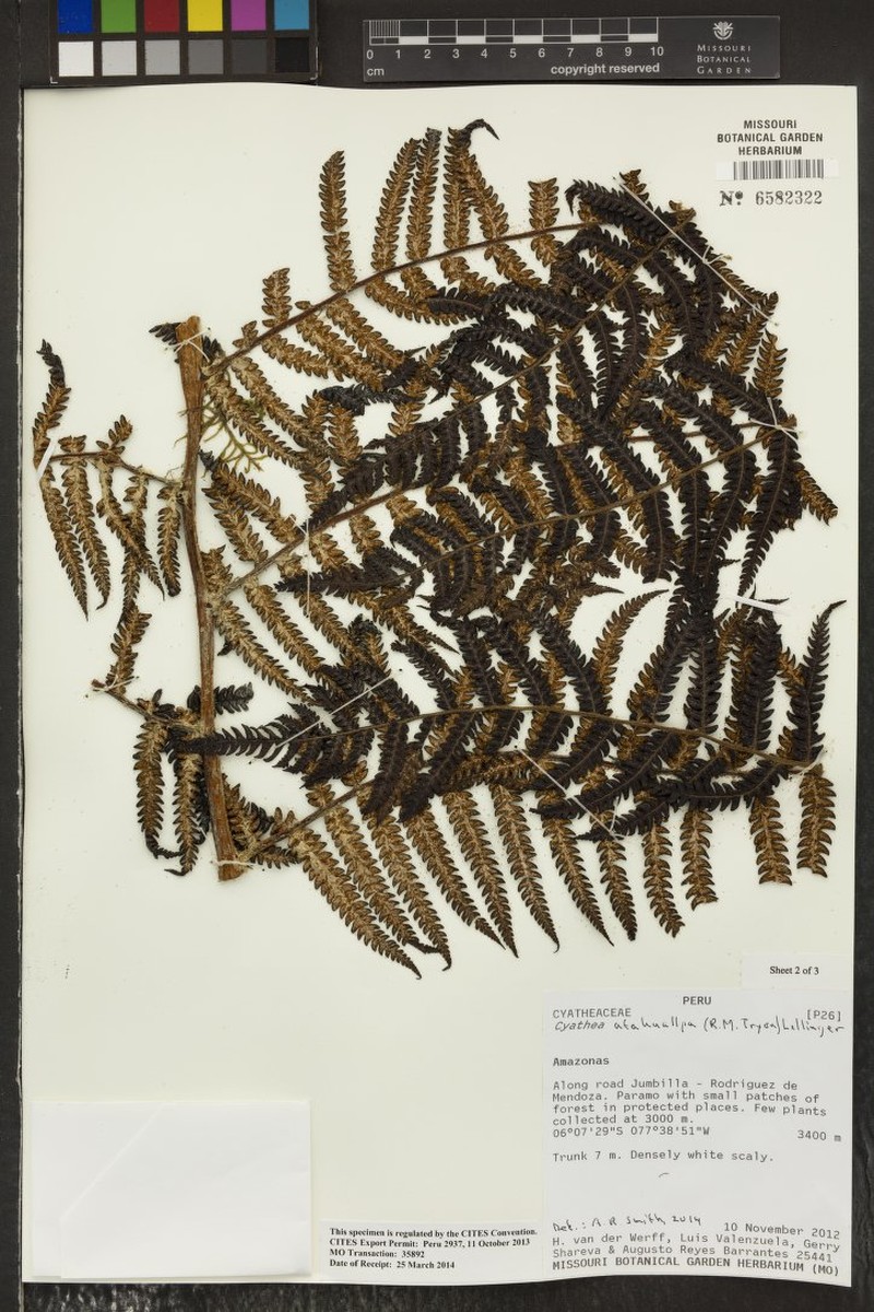 Cyathea atahuallpa photo 2
