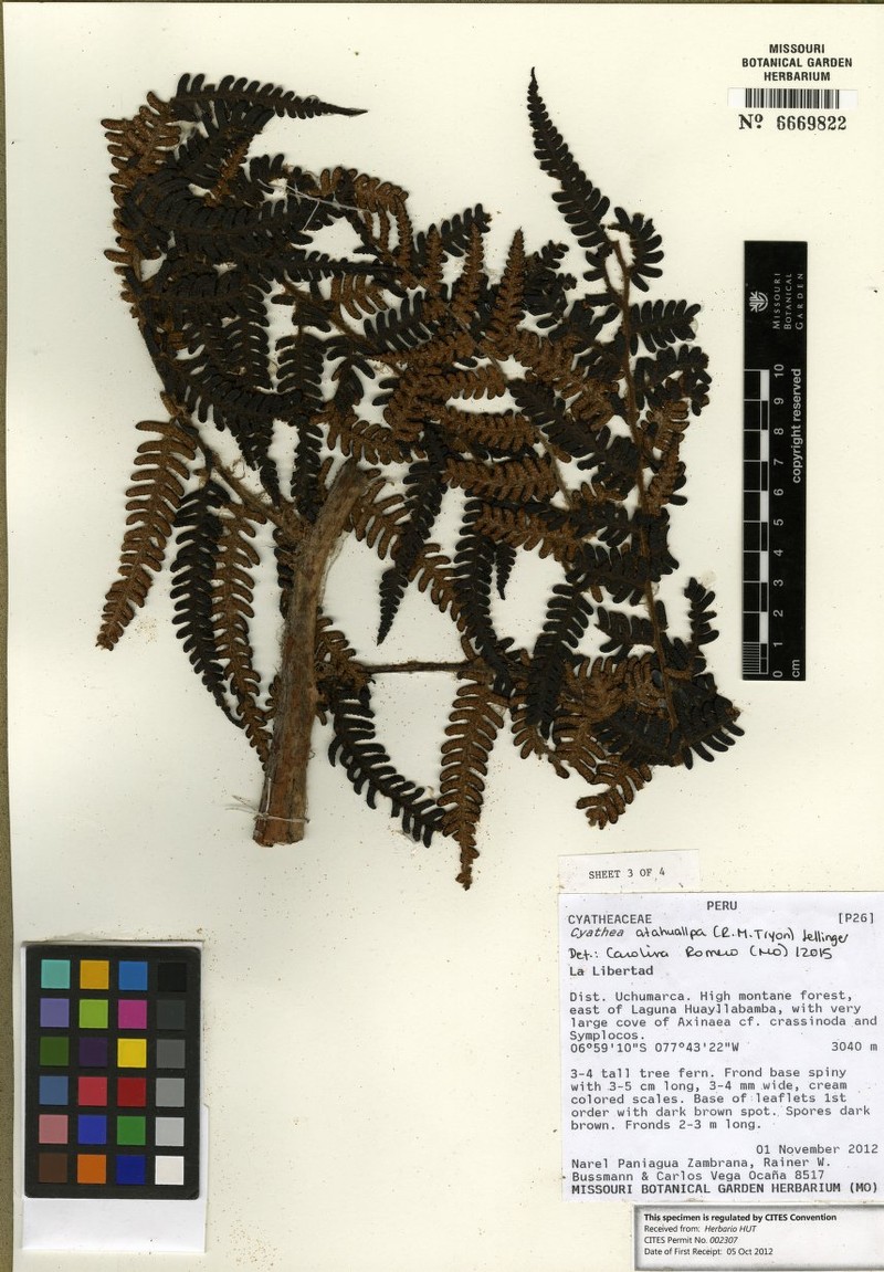 Cyathea atahuallpa photo 3