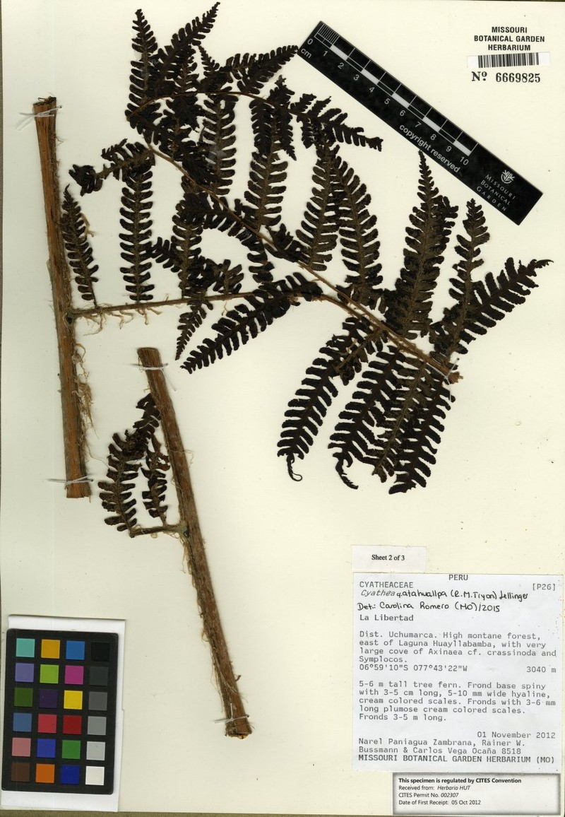 Cyathea atahuallpa photo 4