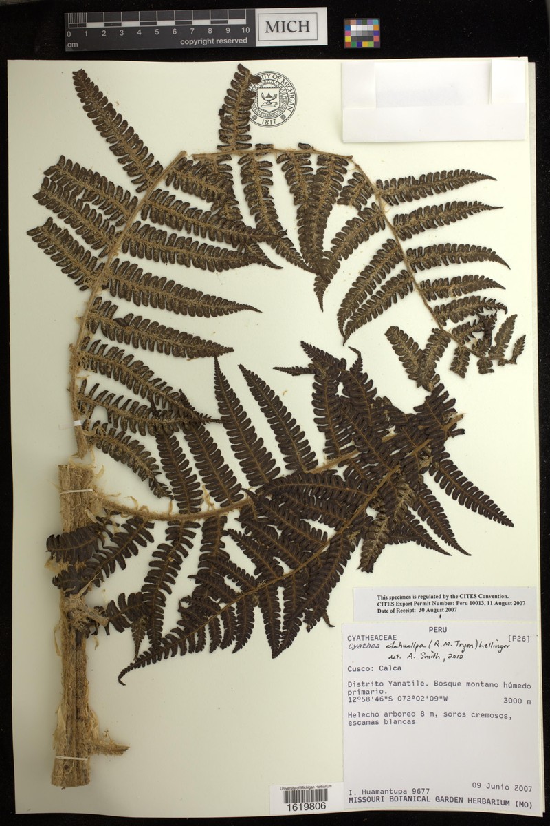 Cyathea atahuallpa photo 5