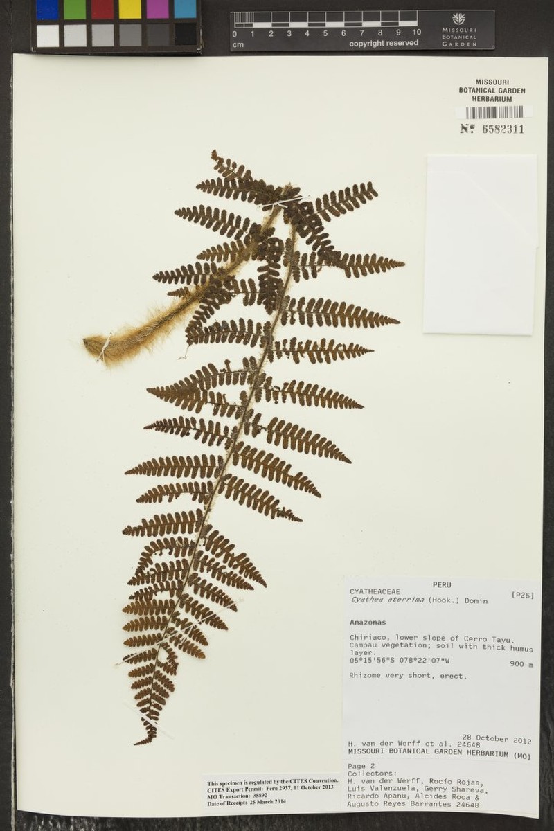 Cyathea aterrima