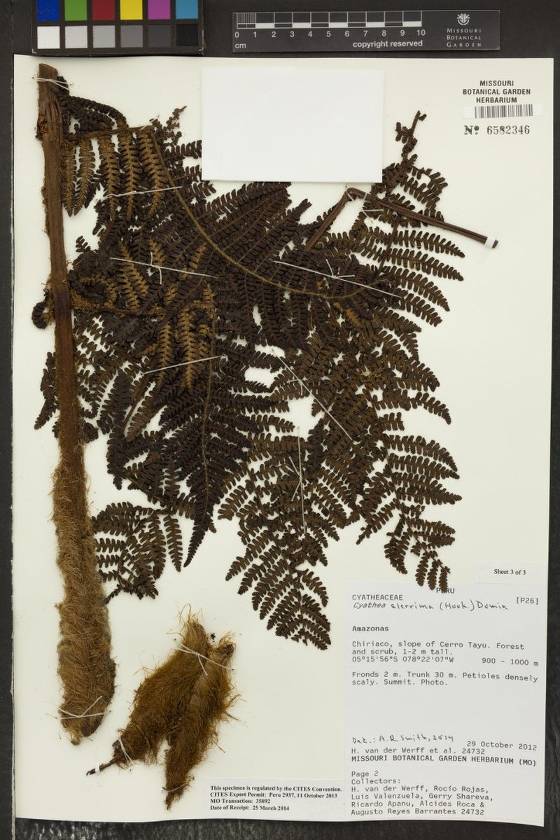 Cyathea aterrima photo 2