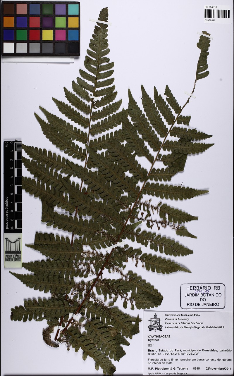 Cyathea atrocastanea