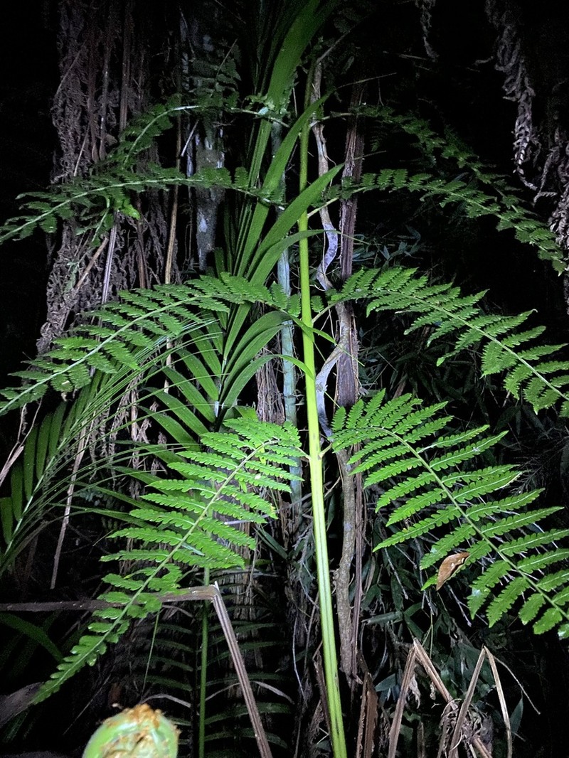 Cyathea atrovirens