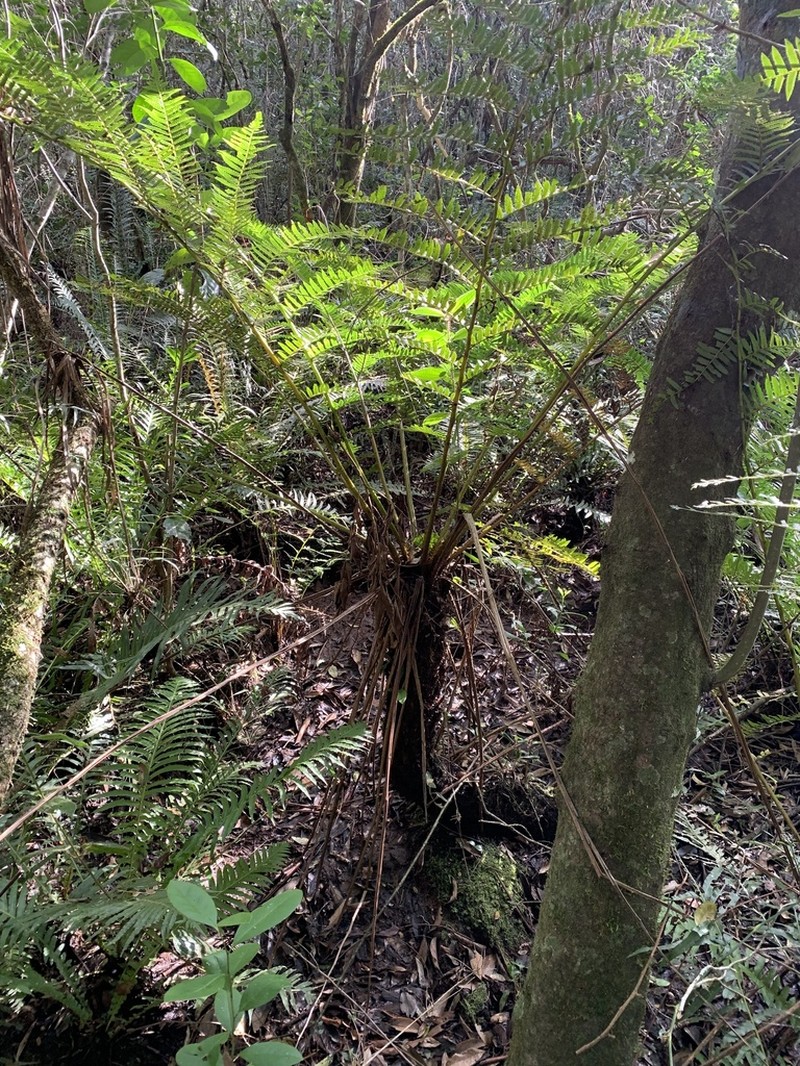 Cyathea atrovirens photo 2
