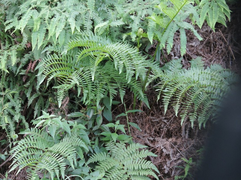 Cyathea atrovirens photo 3