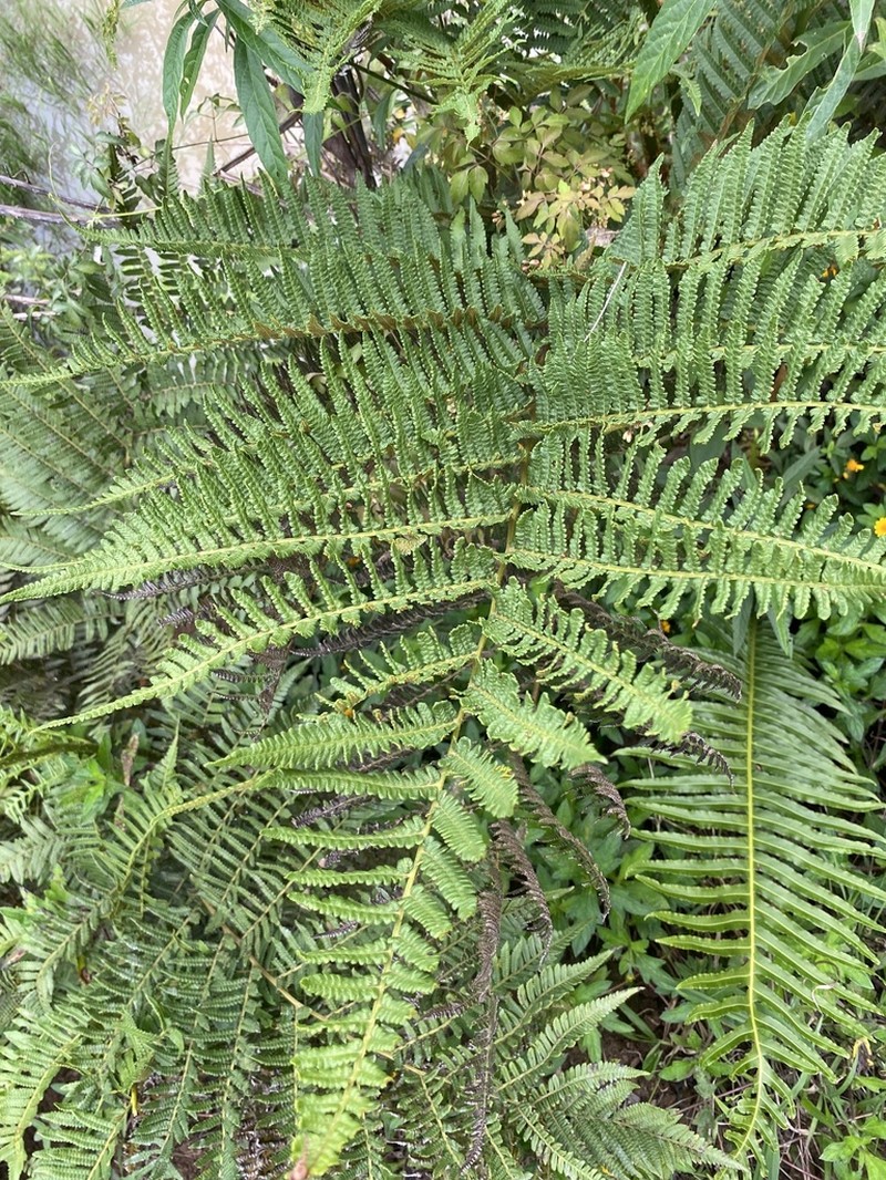 Cyathea atrovirens photo 4