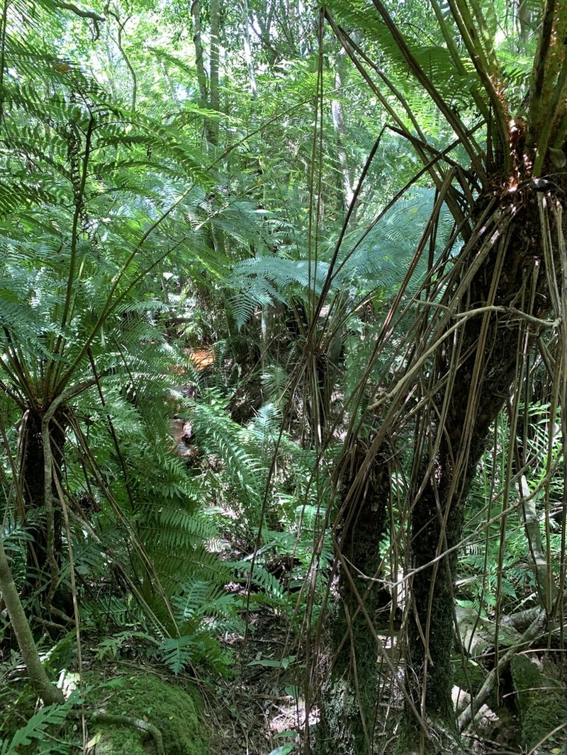 Cyathea atrovirens photo 5