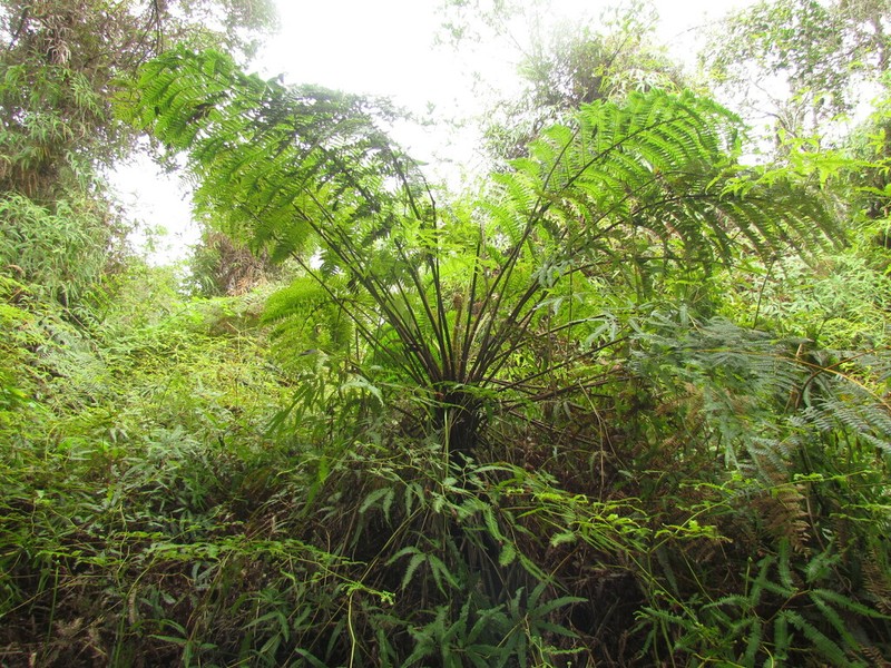 Cyathea atrovirens photo 6