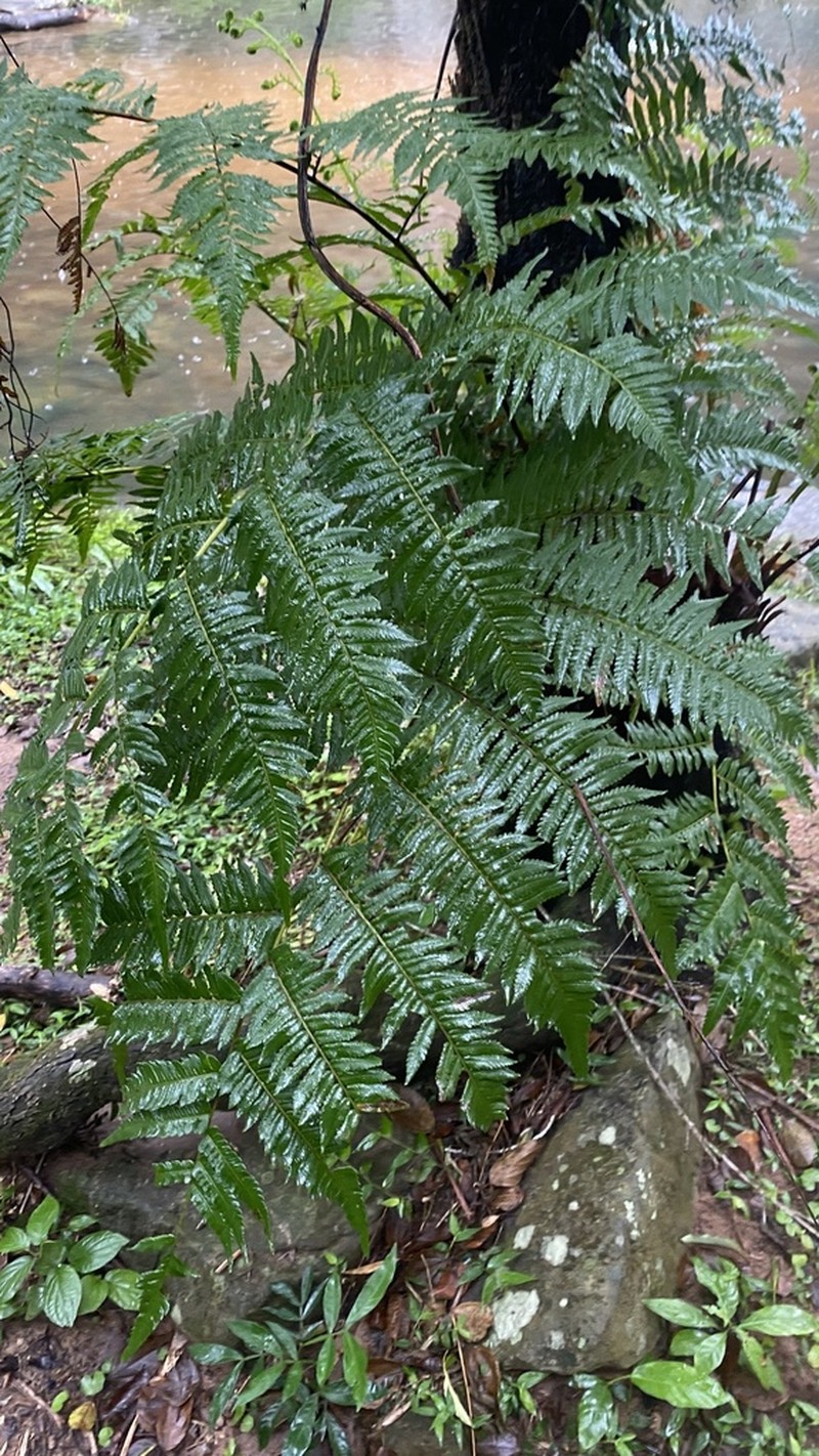 Cyathea atrovirens photo 7