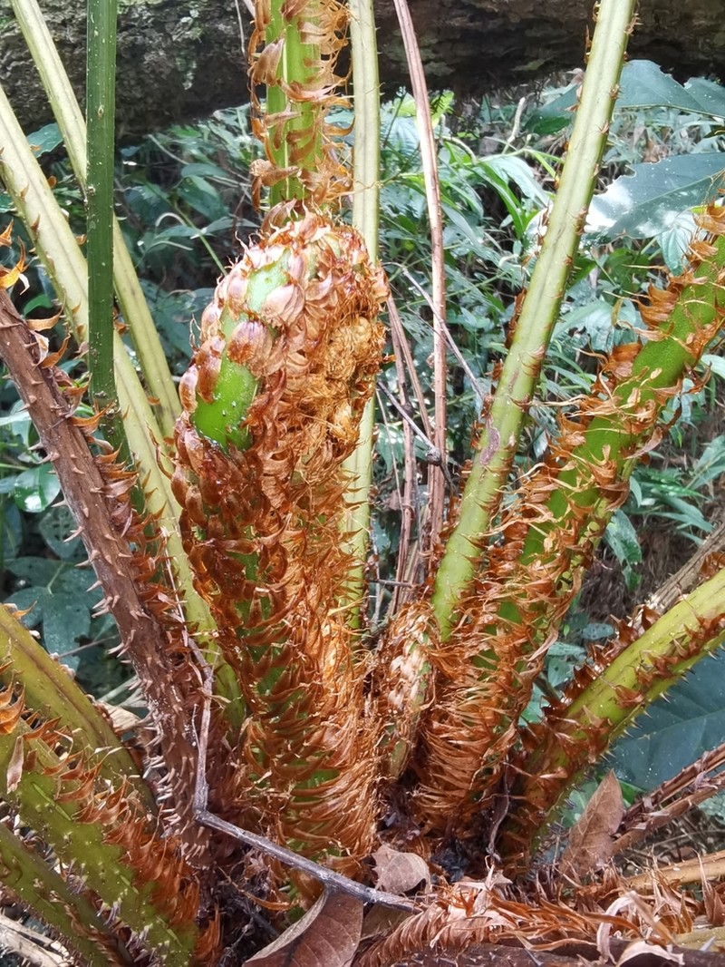 Cyathea atrovirens photo 8
