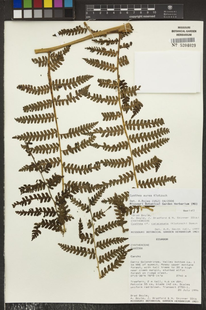 Cyathea aurea