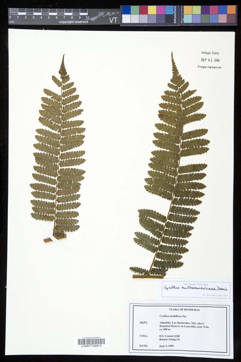 Cyathea austroamericana