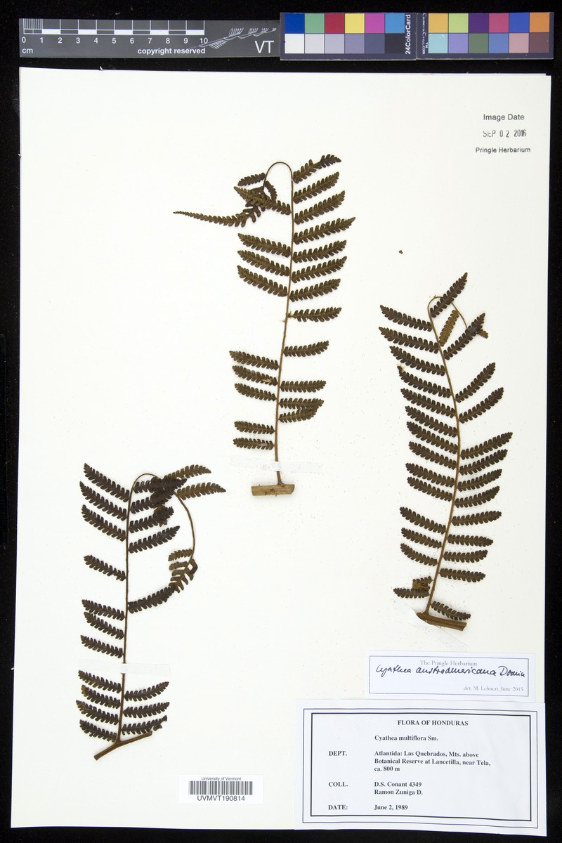 Cyathea austroamericana photo 2