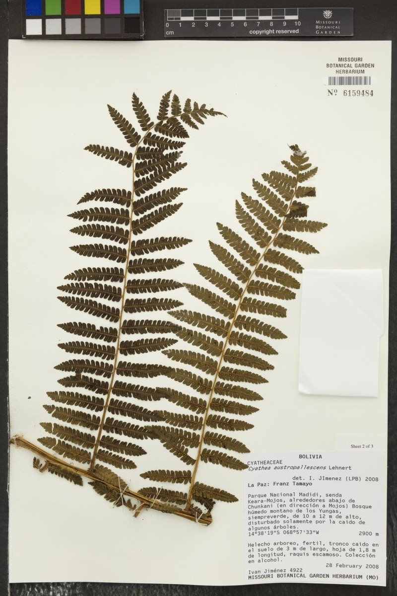Cyathea austropallescens