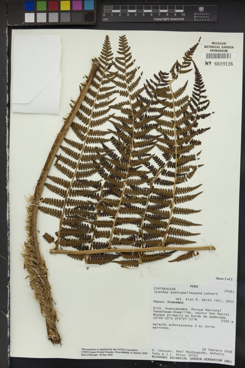 Cyathea austropallescens photo 2