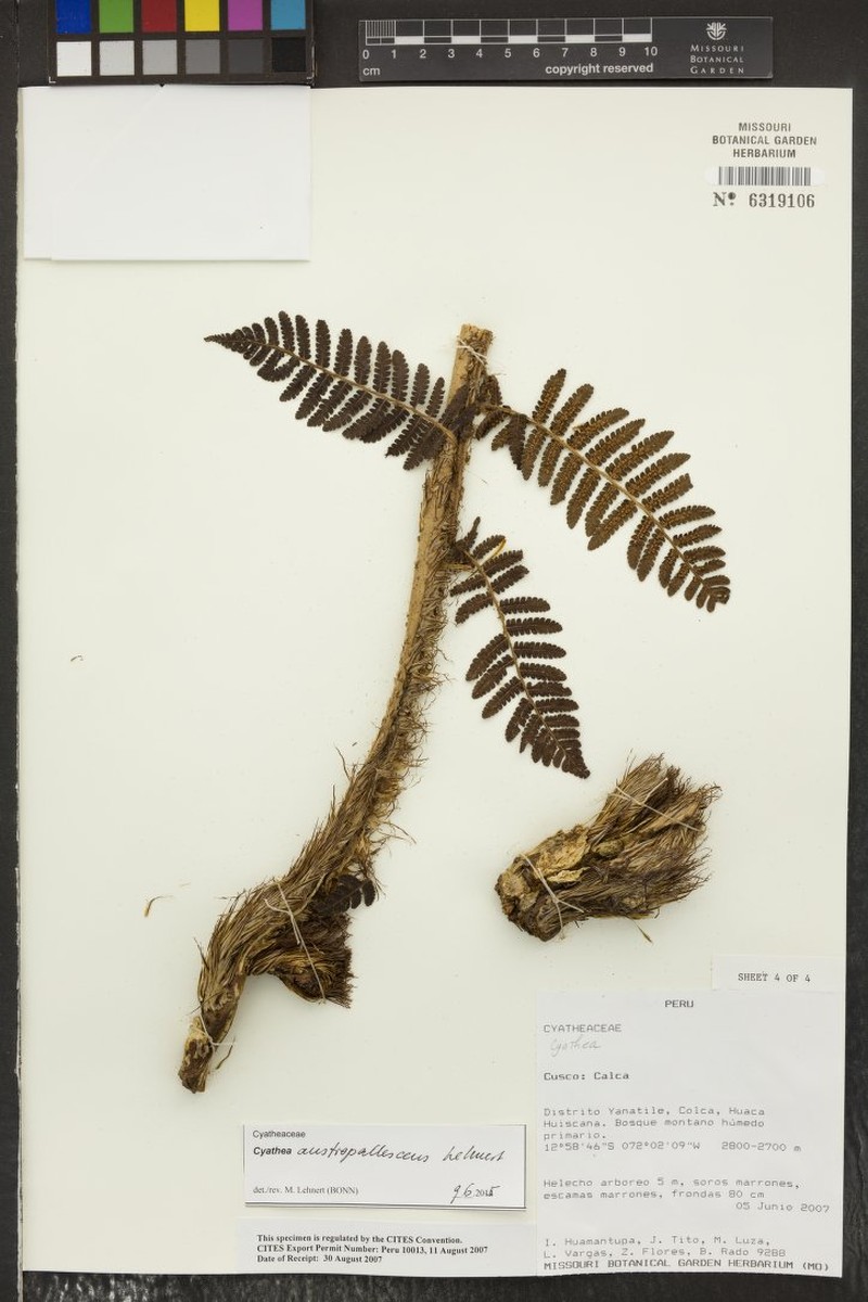 Cyathea austropallescens photo 3