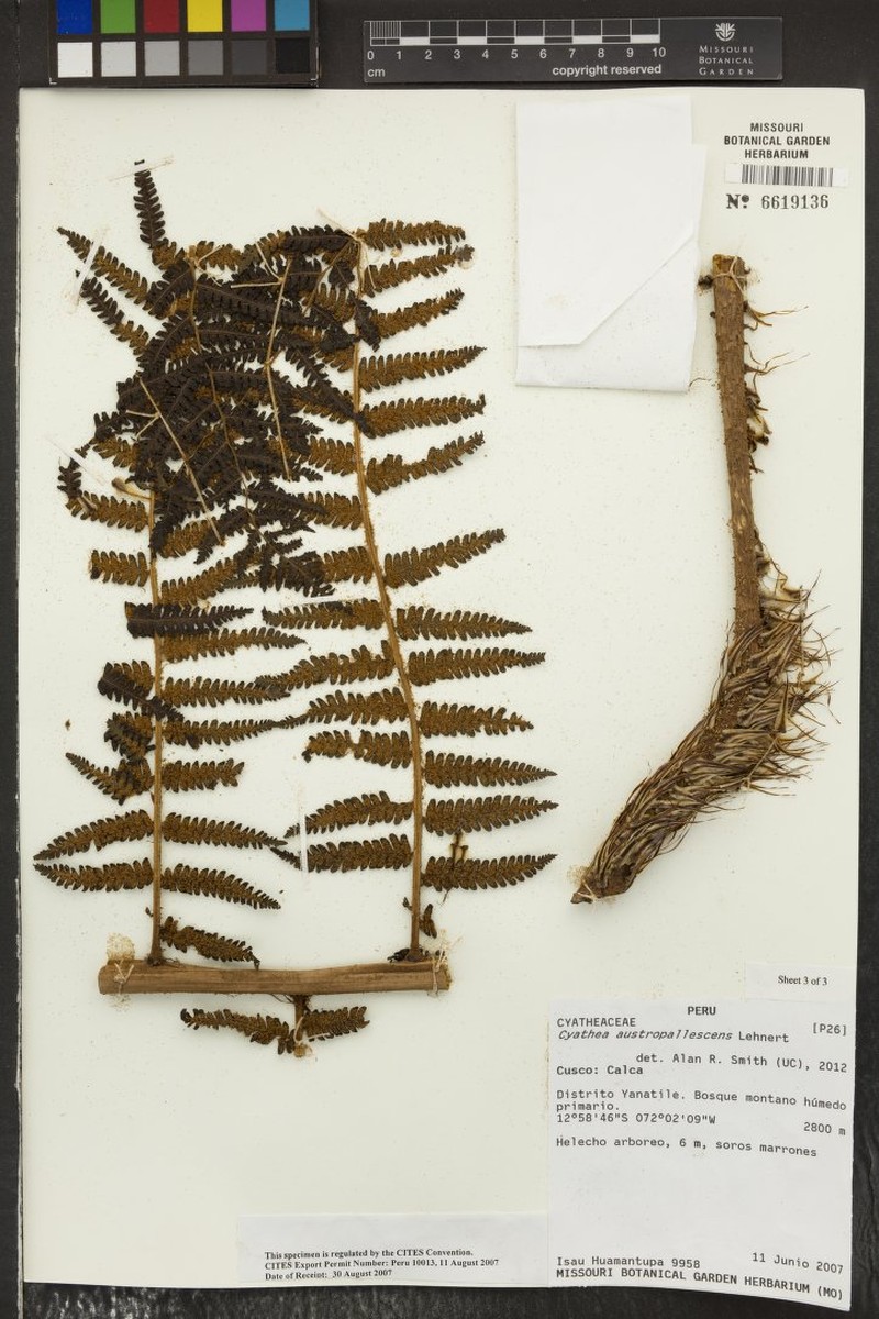 Cyathea austropallescens photo 4