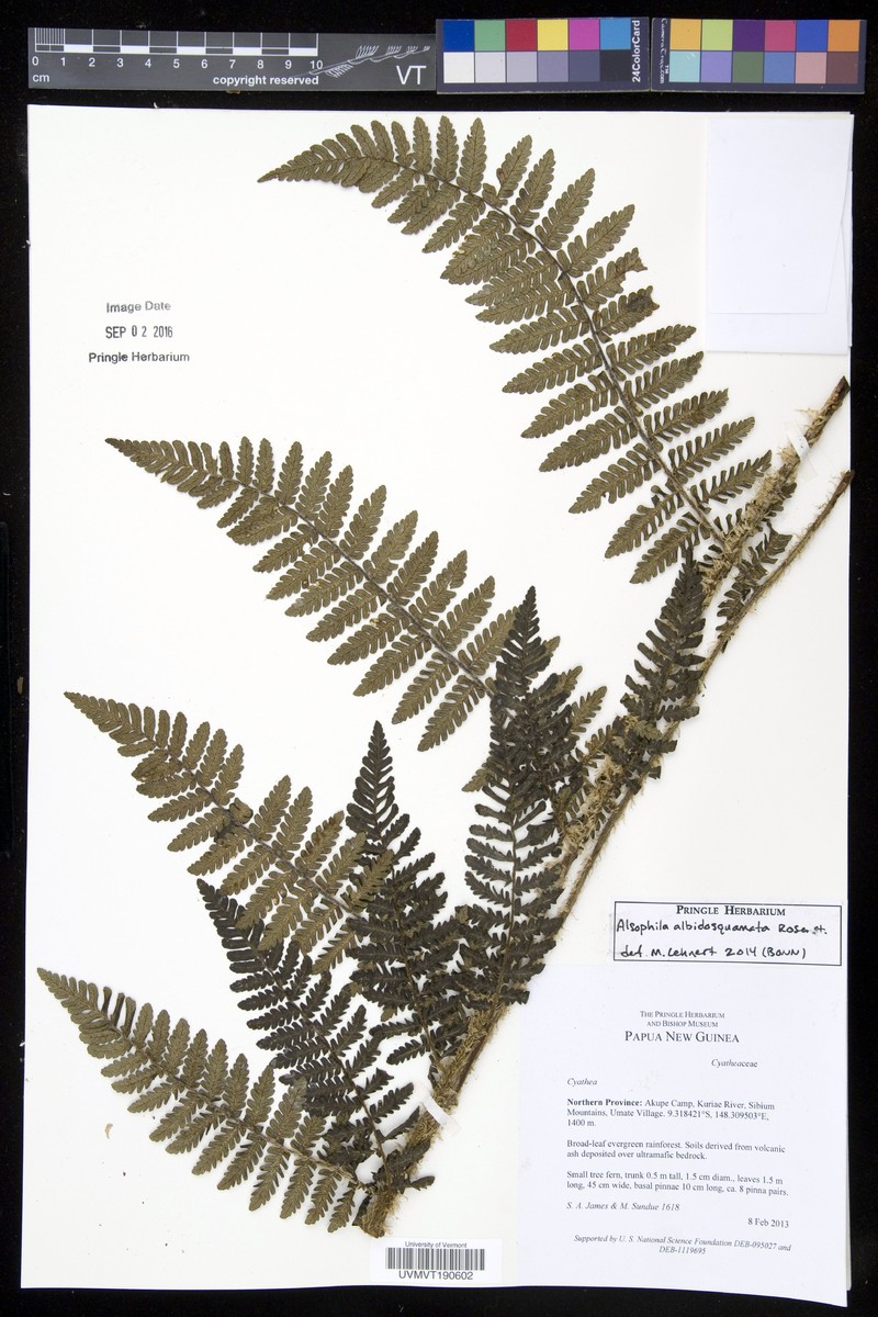 Cyathea axillaris
