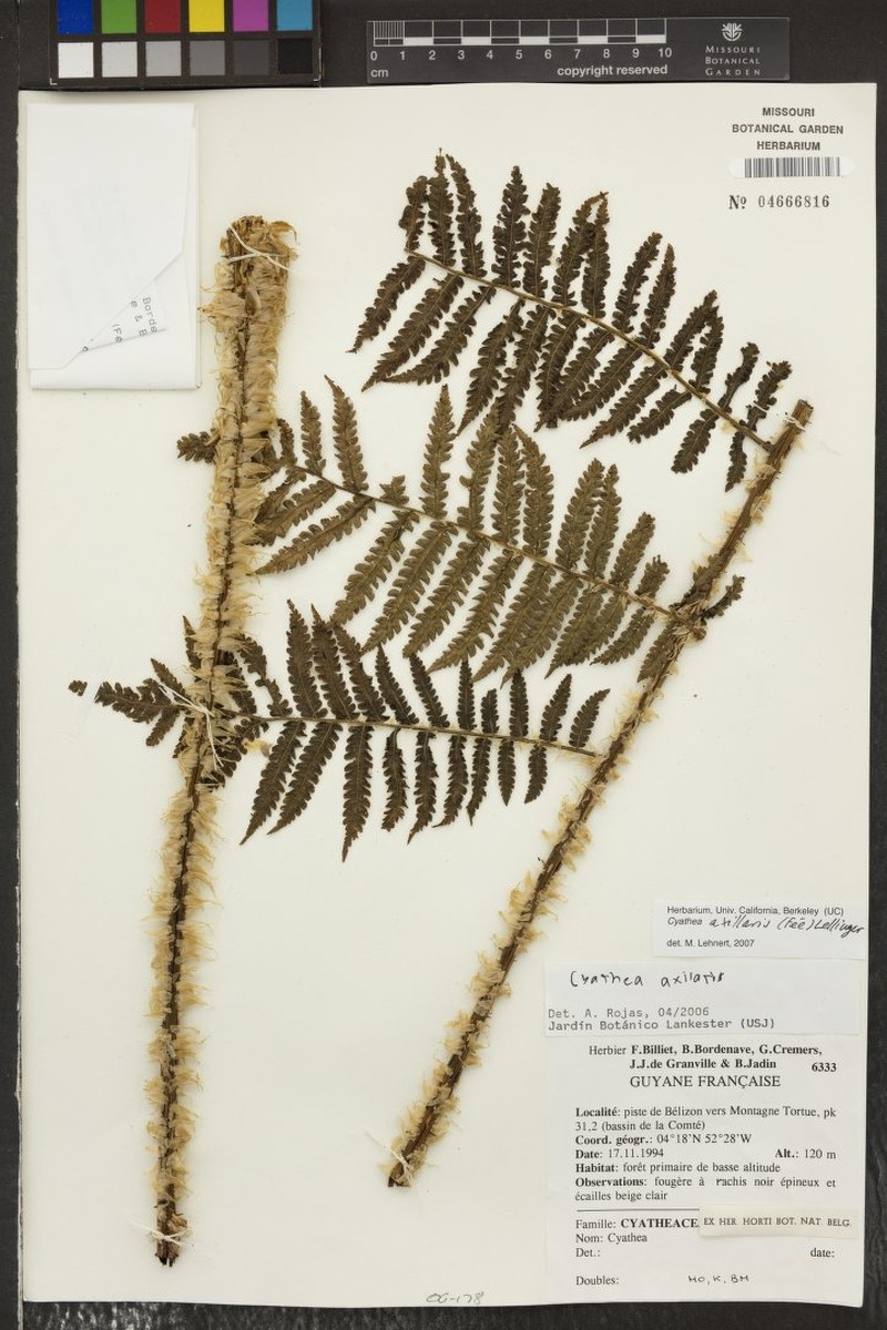 Cyathea axillaris photo 2