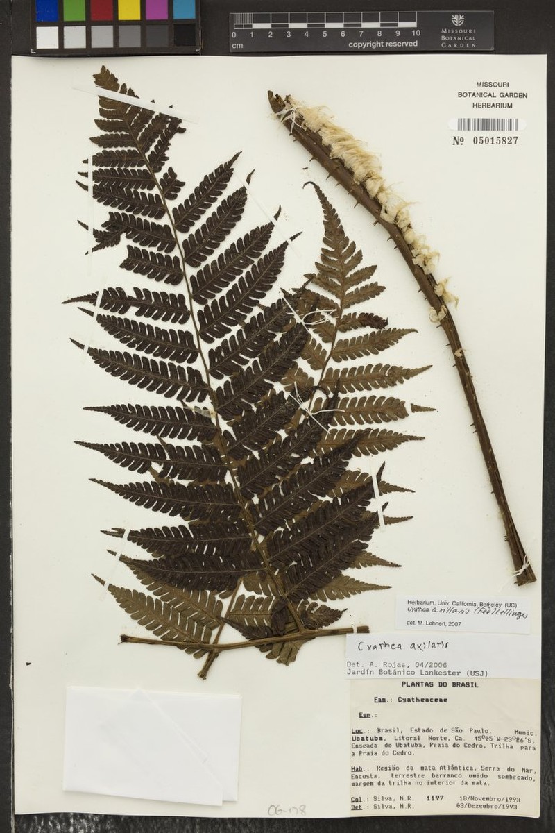 Cyathea axillaris photo 3