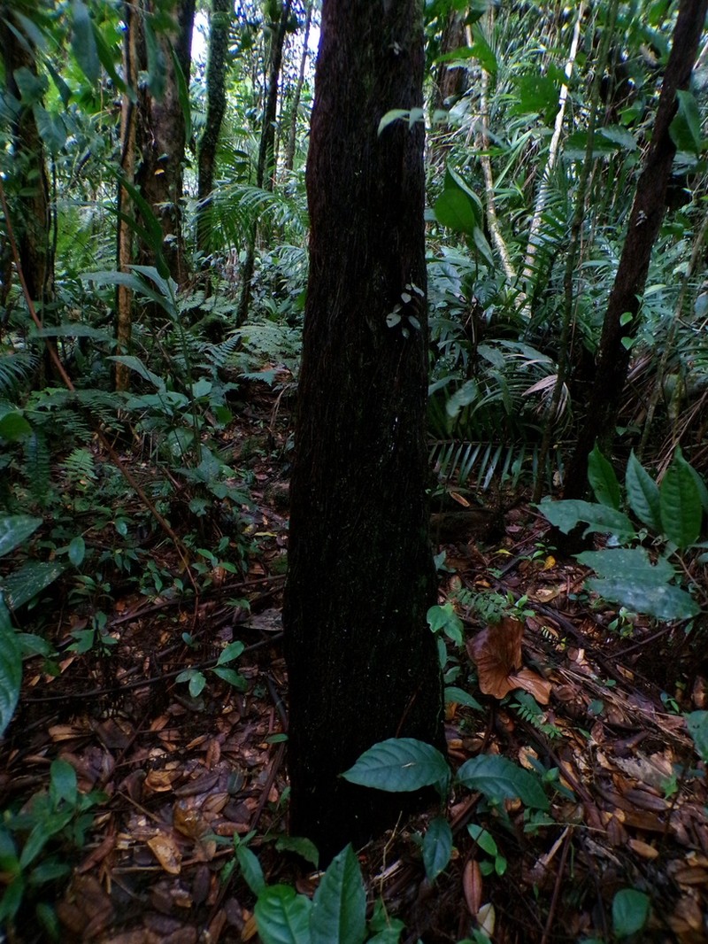Cyathea barringtonii