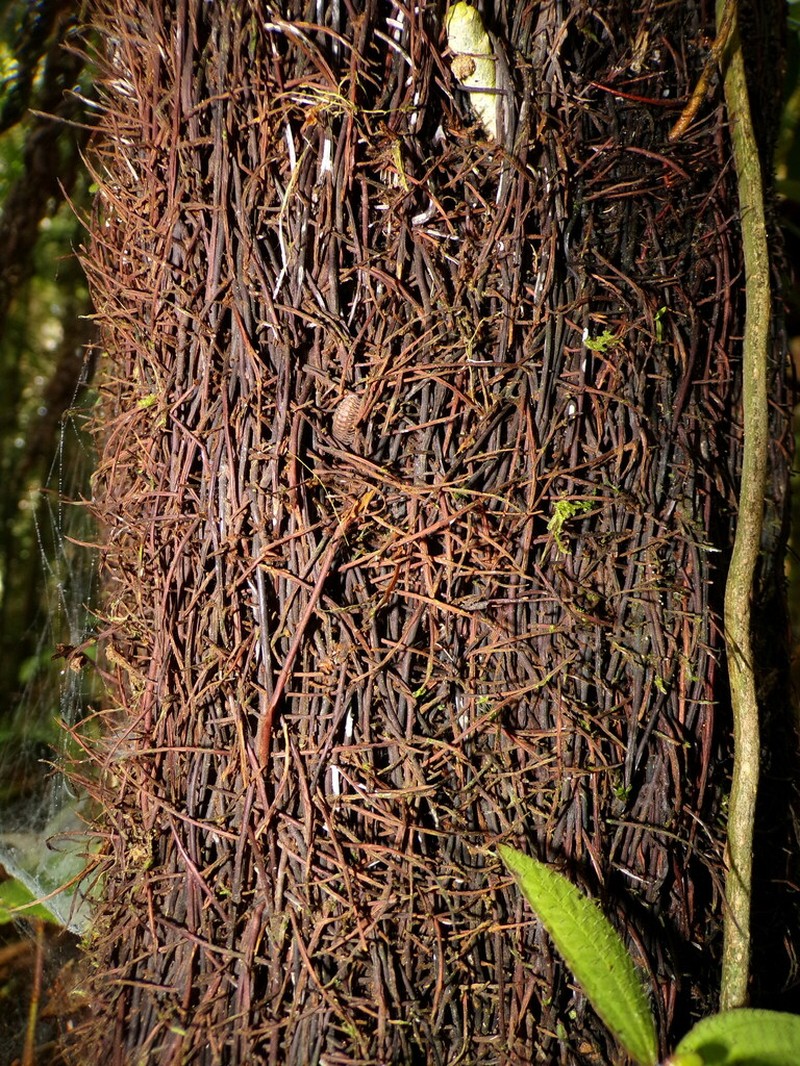 Cyathea barringtonii photo 2