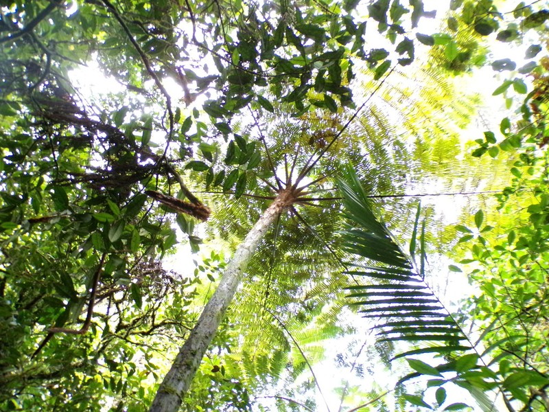 Cyathea barringtonii photo 3