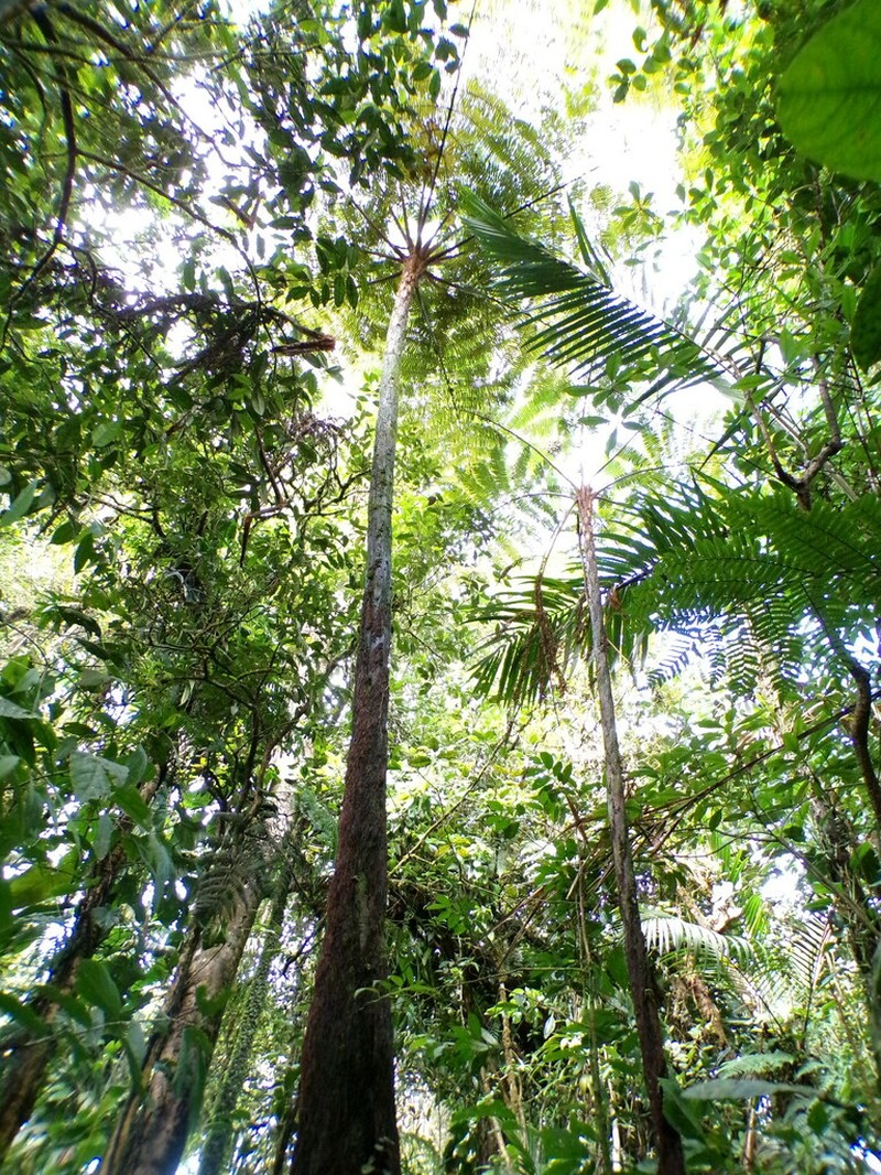 Cyathea barringtonii photo 4