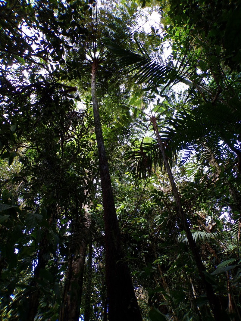 Cyathea barringtonii photo 5