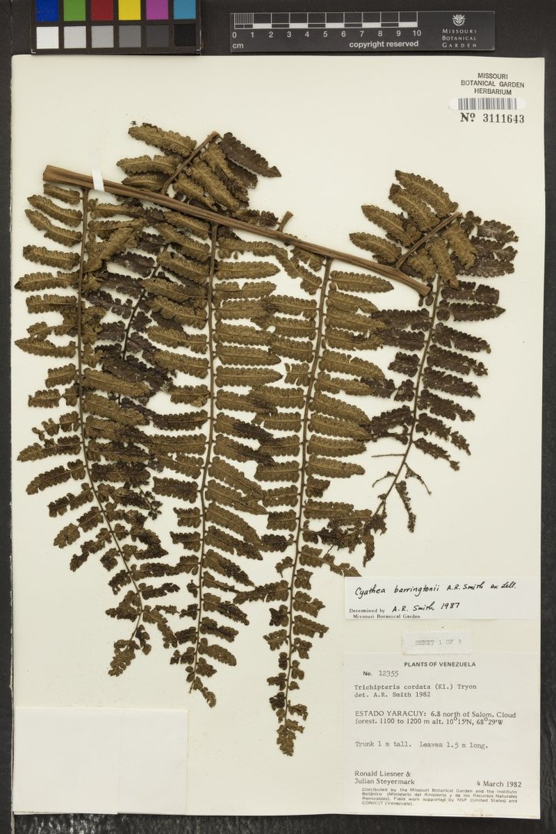 Cyathea barringtonii photo 6