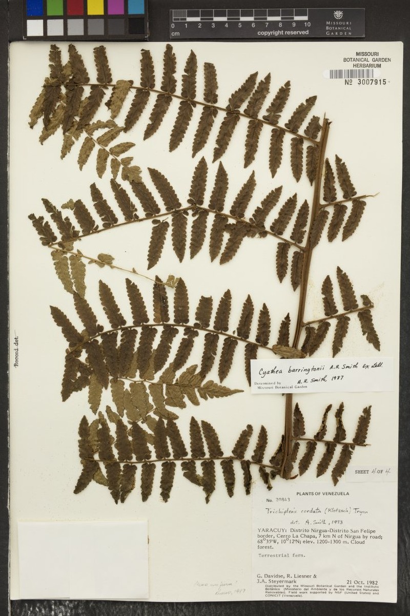 Cyathea barringtonii photo 7