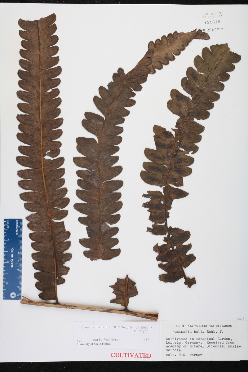 Cyathea bella
