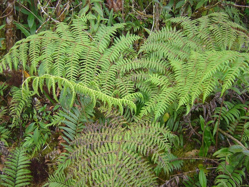 Cyathea bettinae photo 2