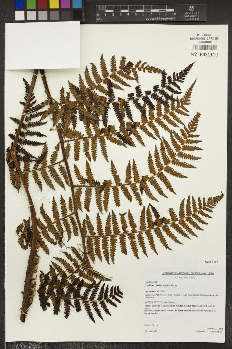 Cyathea bettinae photo 3
