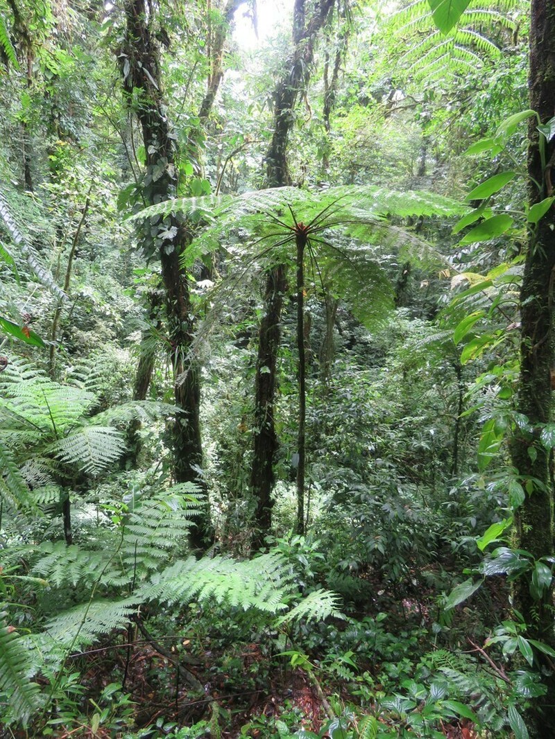 Cyathea bicrenata