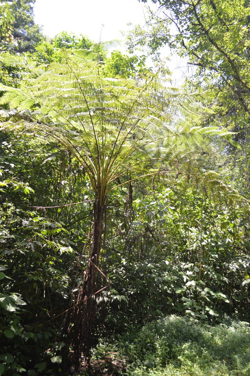 Cyathea bicrenata photo 2