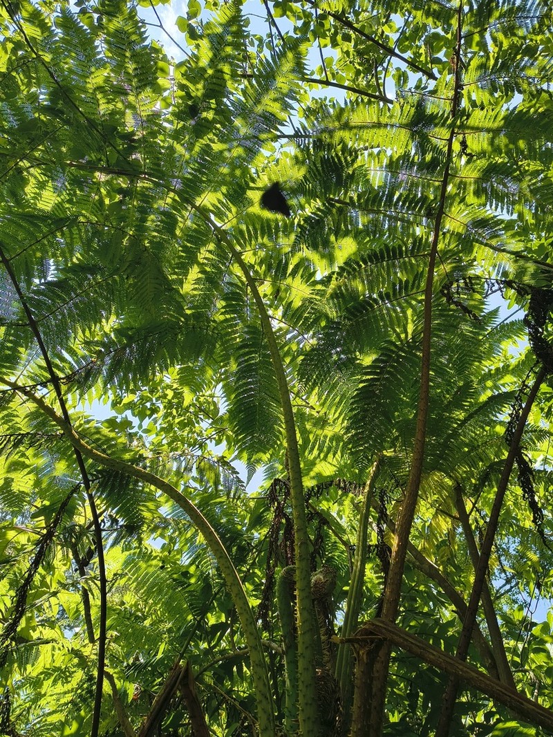 Cyathea bicrenata photo 3