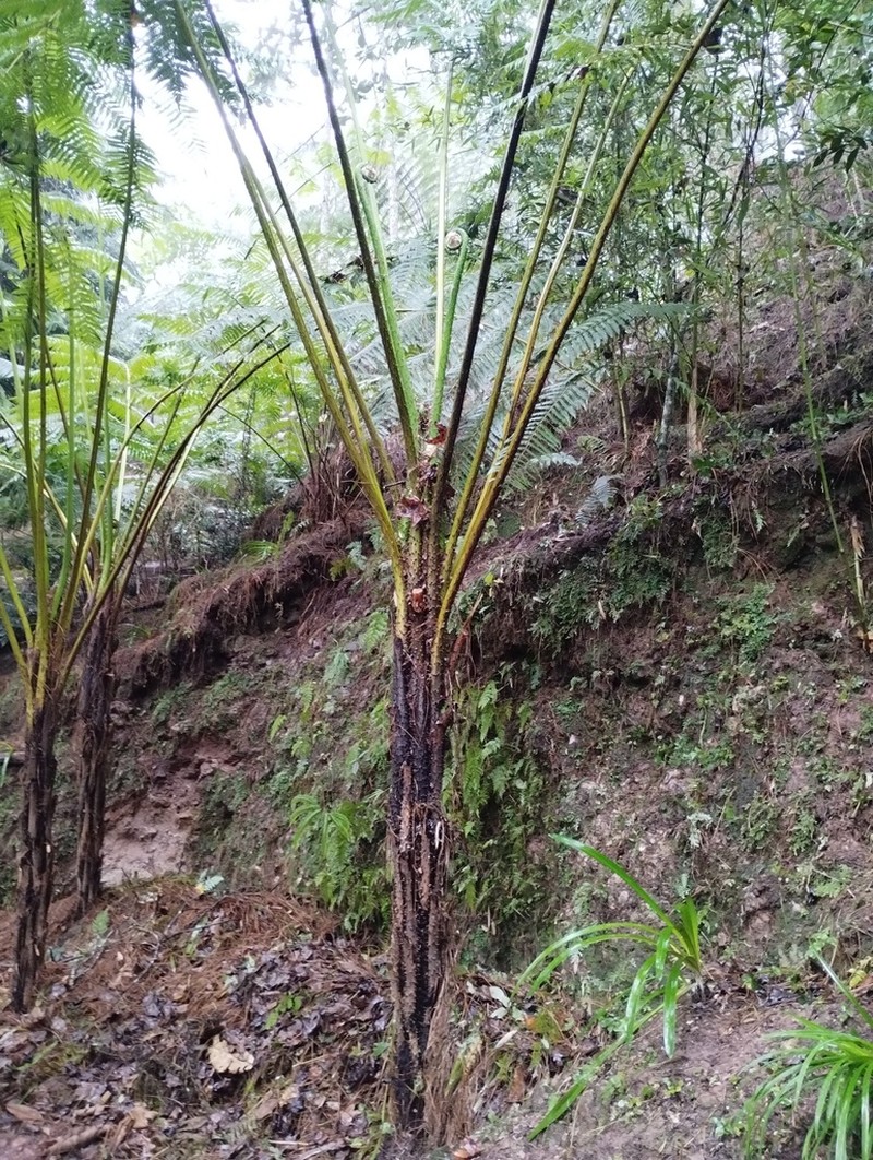 Cyathea bicrenata photo 4