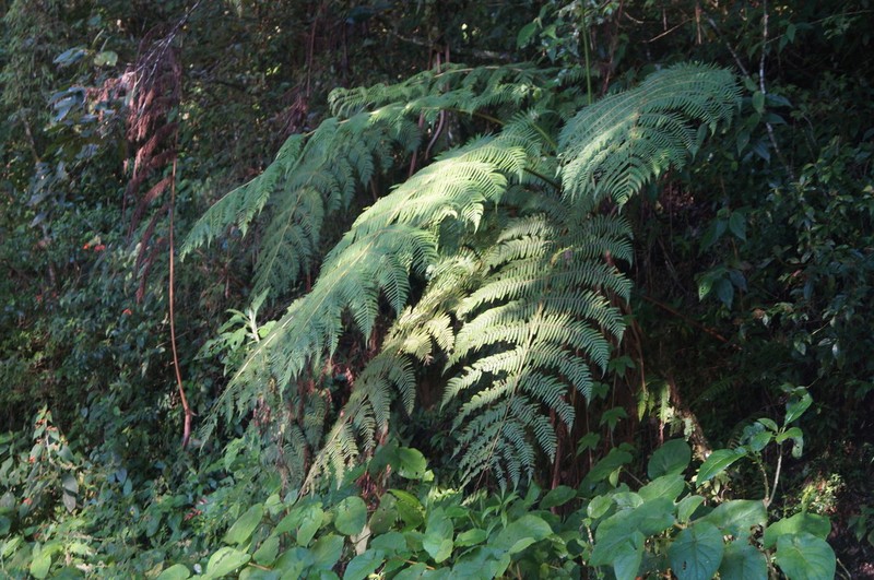 Cyathea bicrenata photo 5