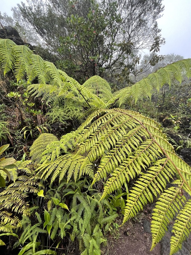 Cyathea bicrenata photo 6
