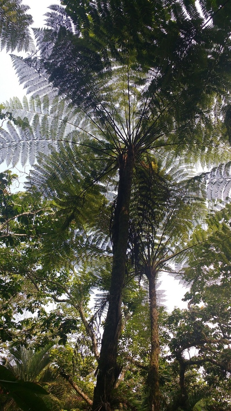 Cyathea bicrenata photo 7