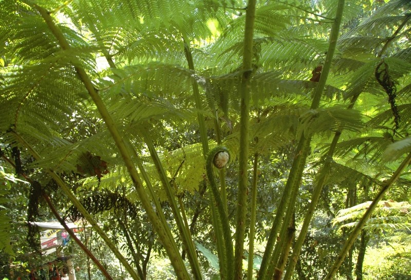 Cyathea bicrenata photo 8