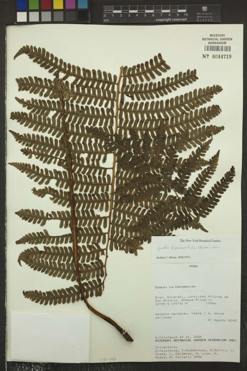 Cyathea bipinnata