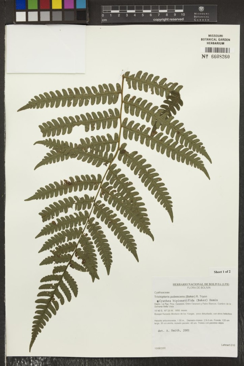 Cyathea bipinnata photo 2